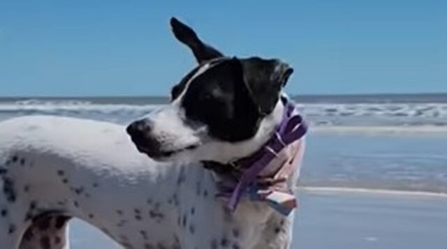 La cagnolina da mare Scout adora la sua nuova vita che conduce grazie ad una coppia meravigliosa (VIDEO)