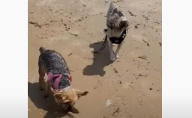 Due cagnolini Yorkshire corrono e si divertono in spiaggia e adorano l’acqua sulle zampette (VIDEO)