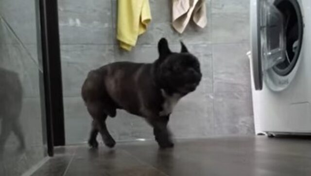 Il cagnolino Bulldog francese Oleg si rattrista quando il suo umano esce da casa (VIDEO)