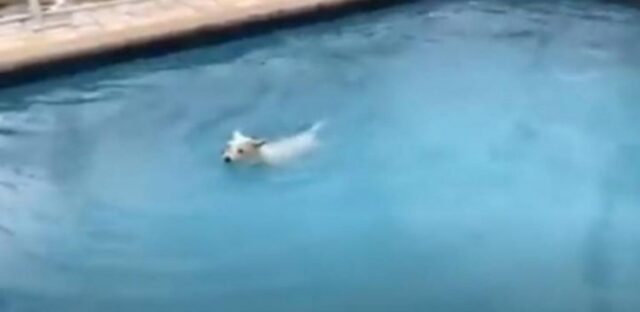 Un dolce cagnolino adottato non riesce a trattenere la gioia quando vede la piscina (VIDEO)