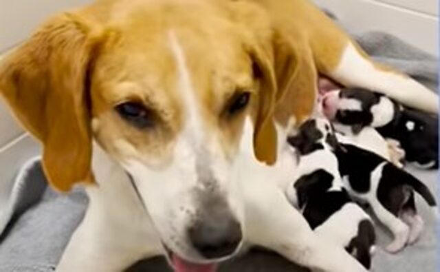 La cagnolona Beagle Nessie è diventata mamma di sei splendidi e sani cuccioli (VIDEO)