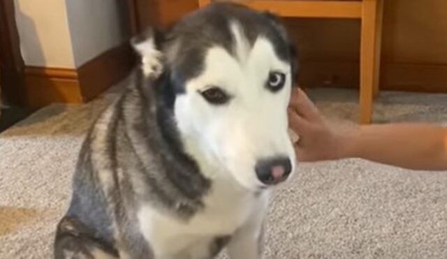 La cagnolona Husky Lola adora trascorrere il tempo con i suoi fratellini umani (VIDEO)