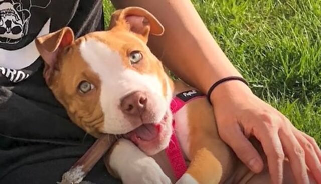 La cagnolona Pit Bull Hattie adora la sua nuova e colorata vita; la sua storia (VIDEO)