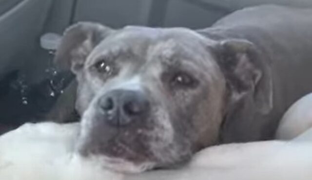 La cagnolona Pit Bull Skyla ha accanto delle persone che lottano con lei (VIDEO)