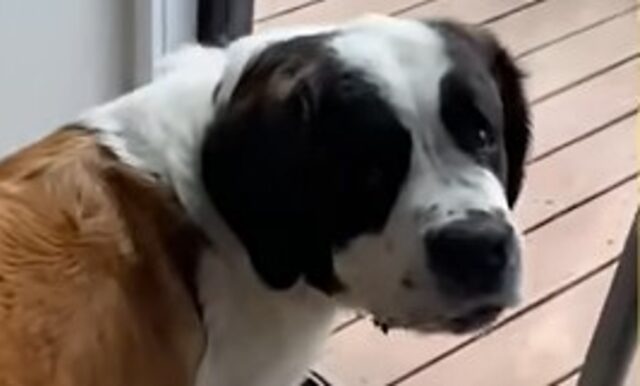 La cagnolona abbandonata San Bernardo Athena ha fatto la conoscenza dei suoi nuovi compagni di vita (VIDEO)