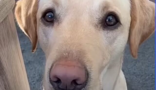 Il cagnolone Labrador Retriever Korey crede che il parquet sia fatto di lava (VIDEO)