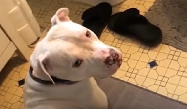 Un cagnolone Pit Bull abbandonato su una scogliera riesce a trovare il calore di una famiglia amorevole (VIDEO)