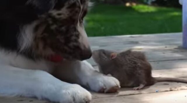 Il cagnolone Sunny e topo Benny hanno un legame speciale; qui la loro storia (VIDEO)