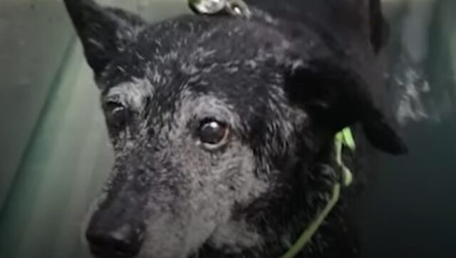 Un cagnolone anziano paralizzato riesce di nuovo a camminare grazie alla forza dell’amore (VIDEO)