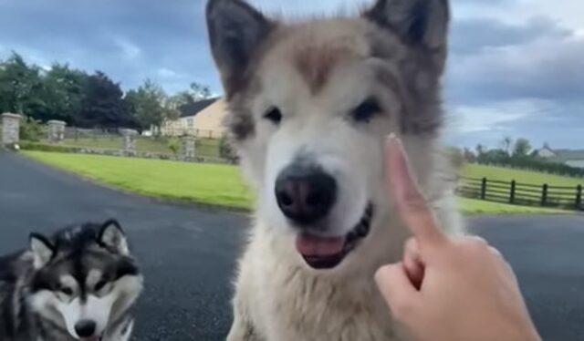 I cagnoloni Alaskan Malamute cercano di ottenere le coccole dalla loro umana (VIDEO)