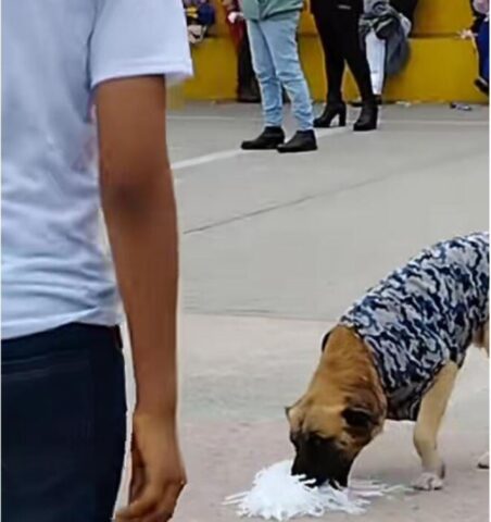 Cane cattura pompon durante una manifestazione scolastica (VIDEO)