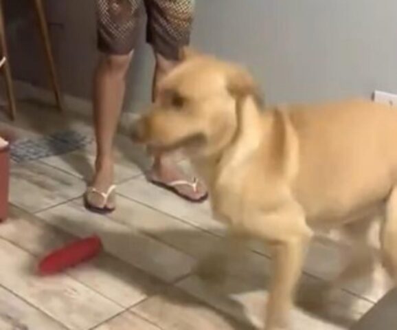 Cane ballerino impazzisce quando sente il suono dell’armonica suonata dal padrone (VIDEO)