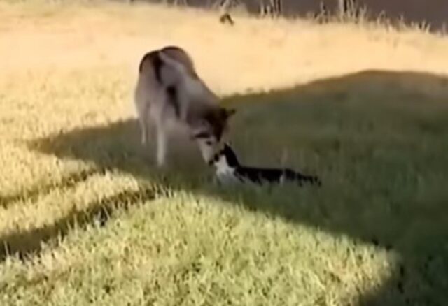 Cane dispettoso se la prende con il suo amico gatto in giardino (VIDEO)