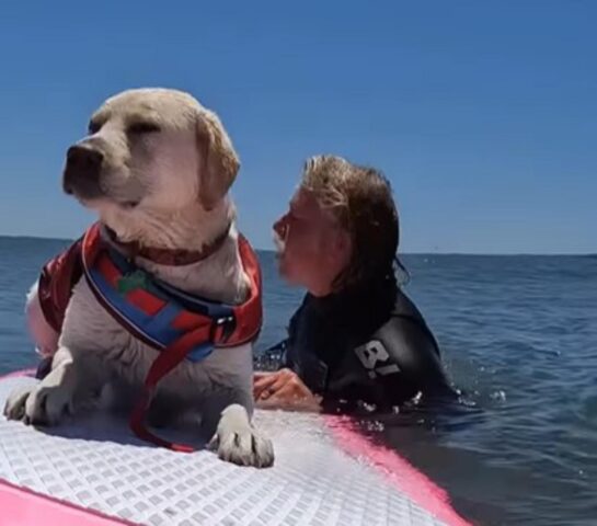 Il cane è un vero maestro del surf e doma le onde con naturalezza (VIDEO)