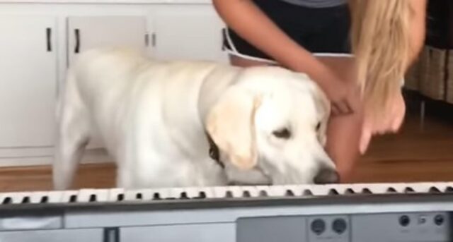 Il cane musicista impressiona tutti con la sua pianola elettrica (VIDEO)