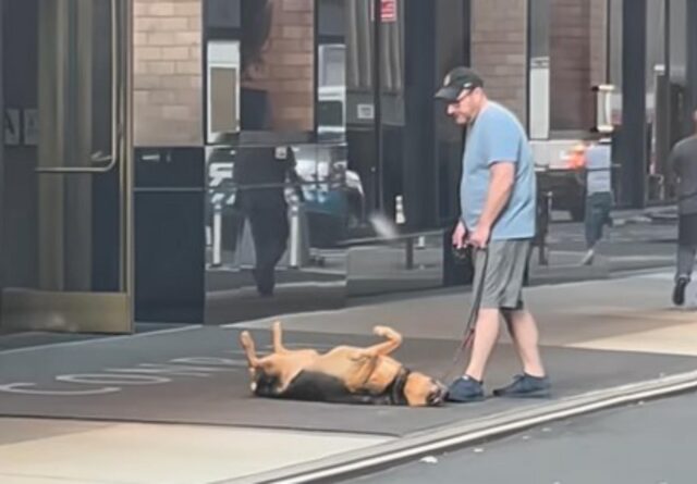 Il cane pigro viene ripreso mentre è sdraiato sul marciapiede (VIDEO)