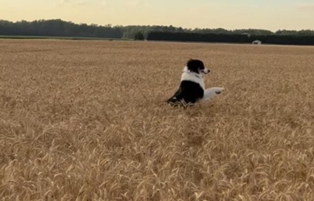 Cane saltellante scompare e riappare in un campo di grano (VIDEO)