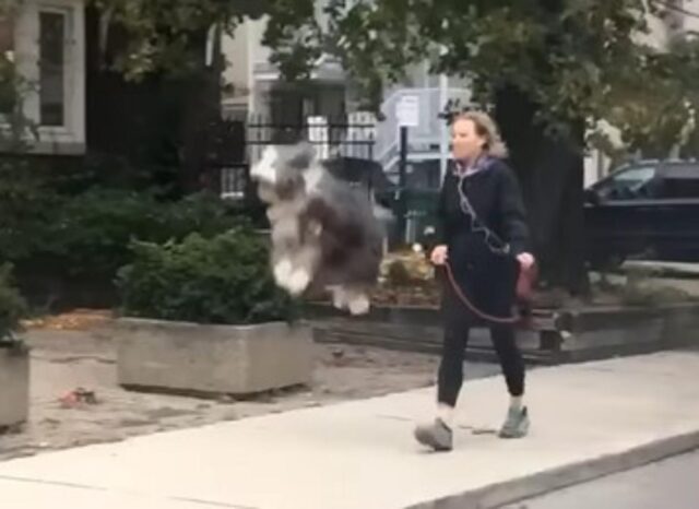 Il cane salterino dimostra tutta la sua gioia quando esce per una passeggiata con la padrona (VIDEO)