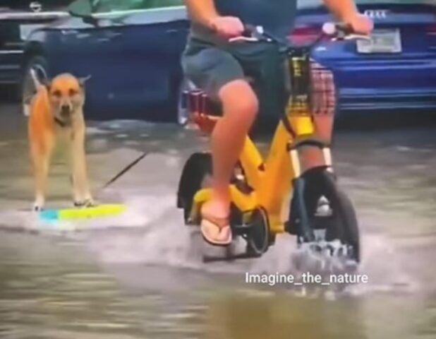 Il cane surfista viene trainato dal suo padrone in motorino dopo un’alluvione (VIDEO)