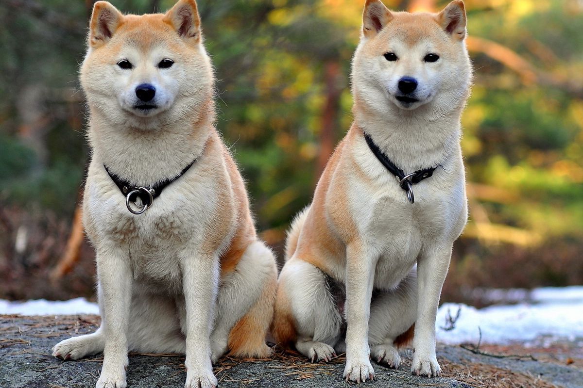 Akita Inu, Come Educare Al Meglio Questo Bellissimo Cane