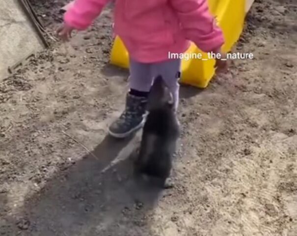 Un cucciolo di cane ama giocare con il suo padroncino nel parco giochi (VIDEO)