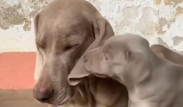 Una mamma Weimaraner è stanca a causa dei cuccioli troppo energici (VIDEO)