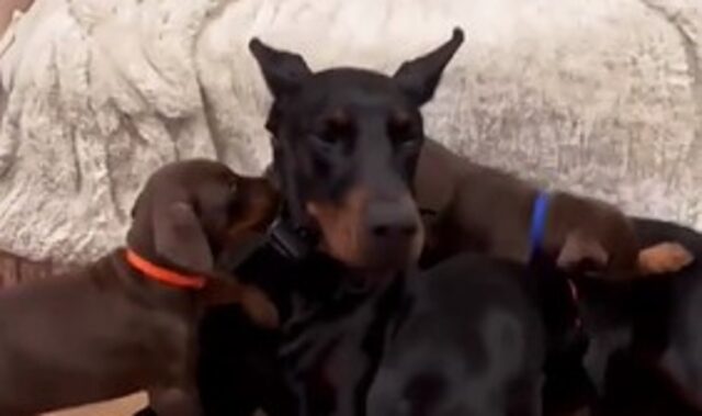 Un papà Dobermann incontra per la prima volta i propri cuccioli; la reazione è commovente (VIDEO)