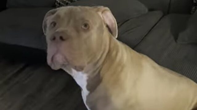 Fratelli Pit Bull si spaventano dei fuochi d’artificio e il proprietario cerca di calmarli (VIDEO)