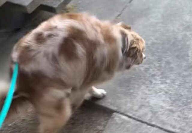 Il simpatico cane ama farsi il bagno per essere pulito e profumato (VIDEO)