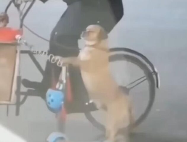 Il simpatico cane diventa la star del web mentre va sul monopattino (VIDEO)