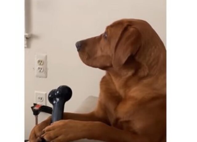 Il simpatico cane rimane sorpreso quando vede in tv come aprire una porta (VIDEO)