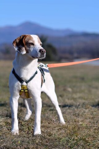 Alfredo, il cane che aspetta da anni una famiglia per sempre