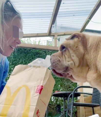 Baxter, il cane che ha vissuto i suoi ultimi momenti felice