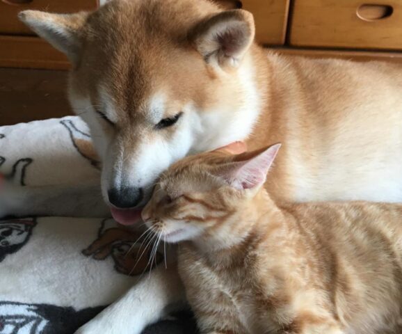 Gaku, il cane che dopo aver perso il suo amico, ha ritrovato l’amore