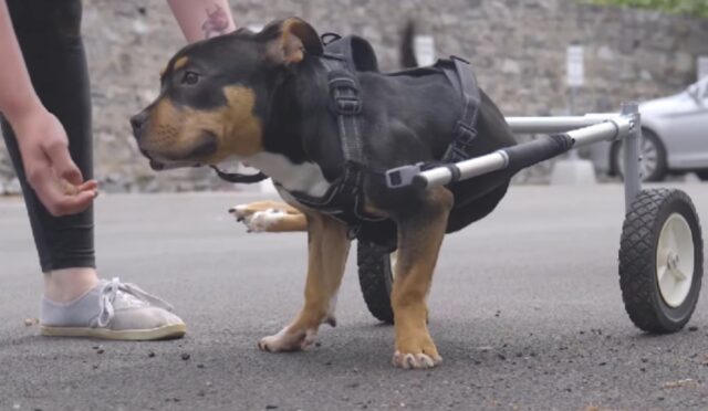 Jimmy, il cucciolo paralizzato che ha ricevuto un carrellino speciale