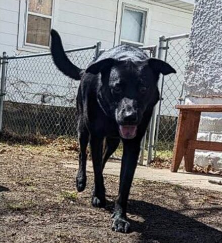 Luigi, il cane che è scomparso durante un campeggio