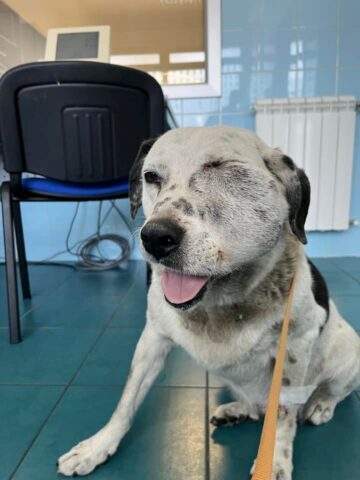 Macchia, il cane che tutti hanno ignorato ed ora non può essere salvato