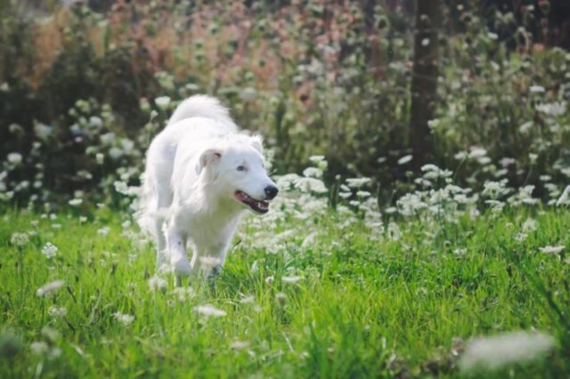 Moxie, la cagnolina cieca e sorda ha trovato la felicità