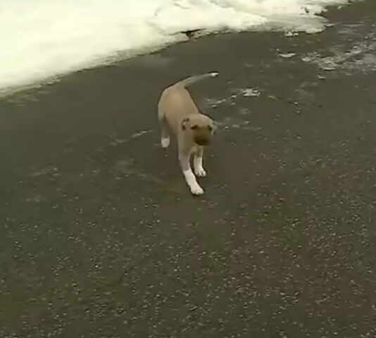 Pierogi, il cagnolino che ha interrotto la diretta televisiva