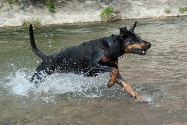 Turbo, il cane che stava affogando, è stato salvato dai delfini