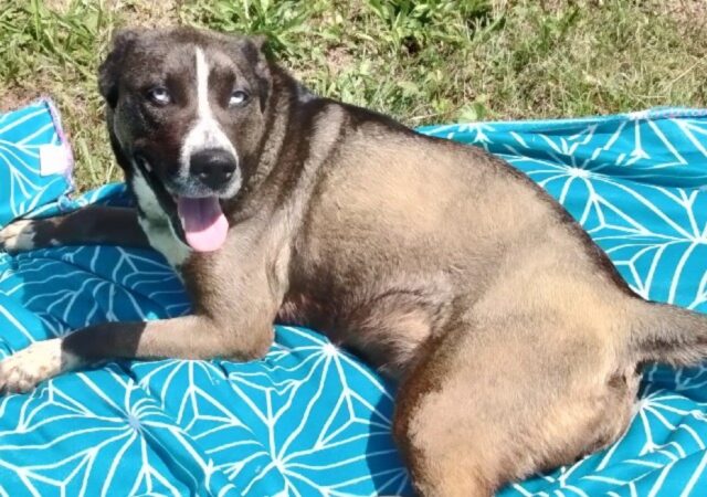 Willow, la cagnolona trovata pelle ossa sul ciglio della strada