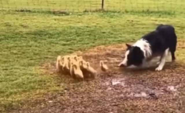 Il Border Collie guida gentilmente un gruppo di anatroccoli verso l’acqua (VIDEO)