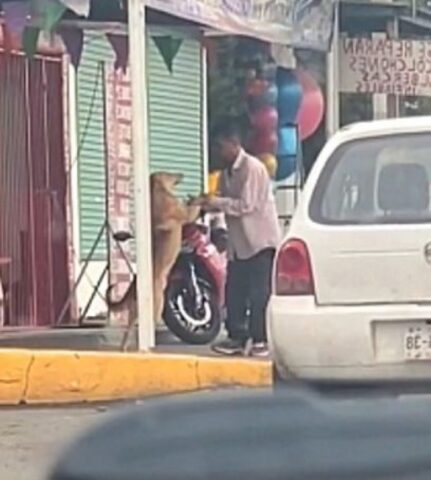 Cane e uomo danzano insieme lungo la strada (VIDEO)