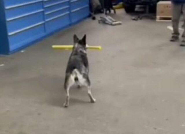 Il cane giocherellone spopola sul web per le sue grandi abilità nel baseball (VIDEO)