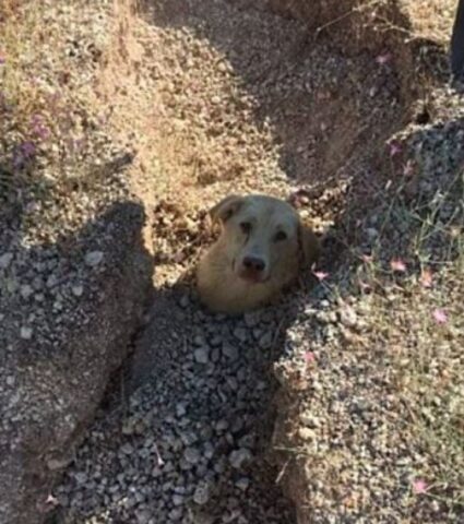 Soccorre un cane finito in una buca: poi la sorpresa (VIDEO)