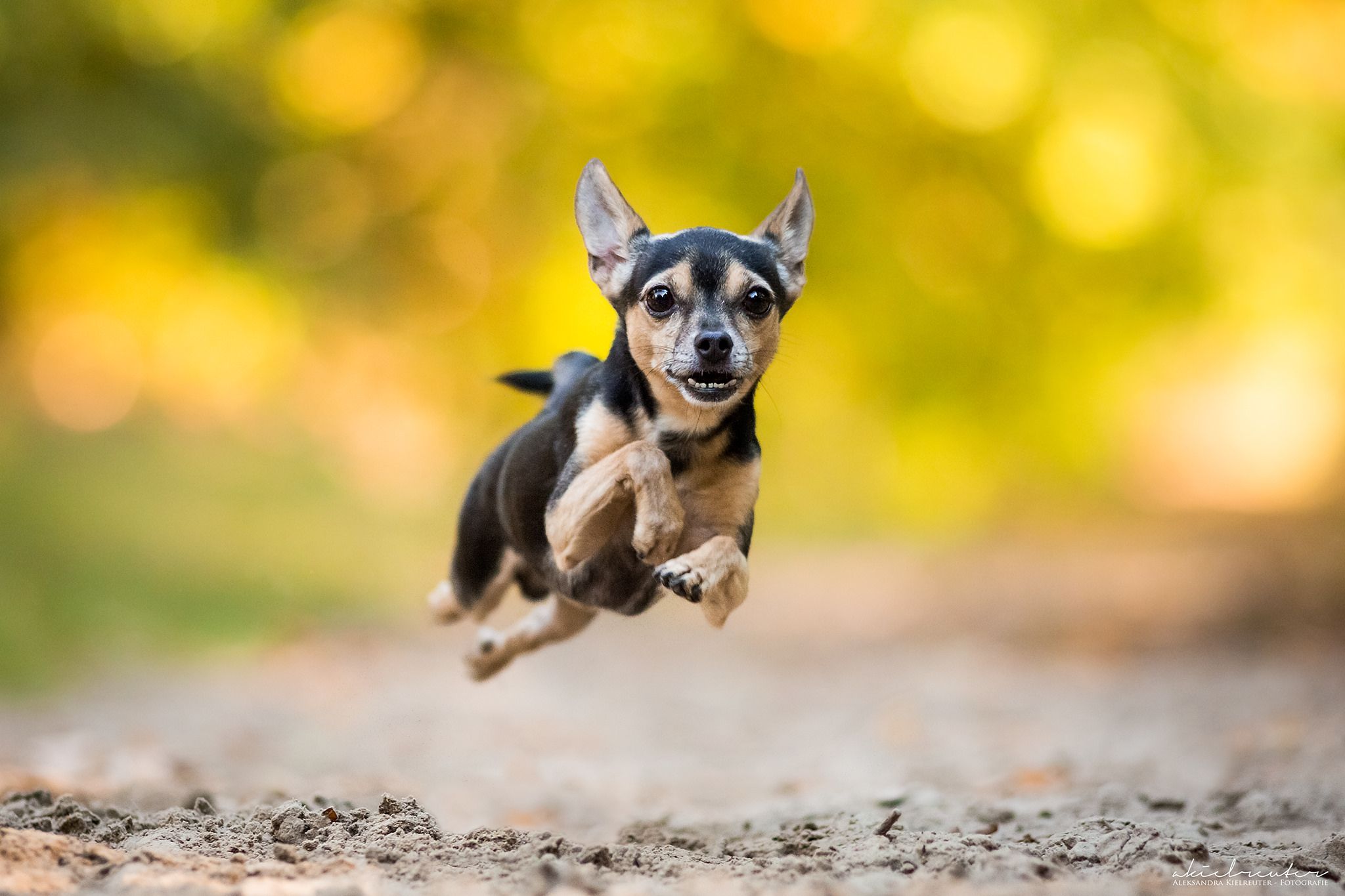 Dog is running. Собака той терьер. Терьер Ушастый. Чихуахуа терьер. Джек-Рассел-терьер.