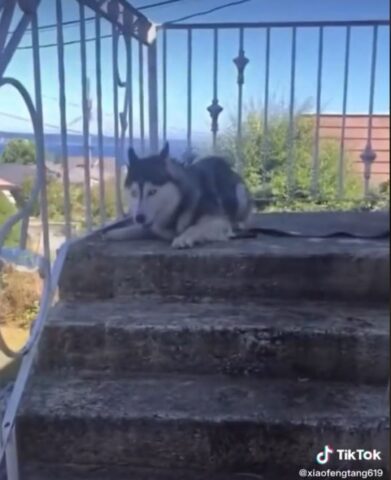 Husky deve fare il bagnetto ma finisce per dare spettacolo (VIDEO)