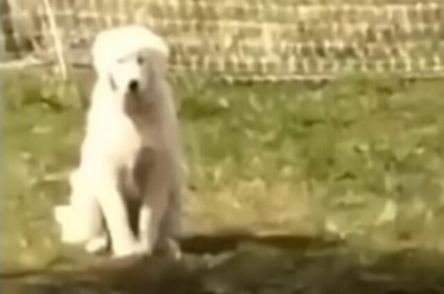 Il simpatico cane indica delle galline senza alcuna ragione ma è davvero molto divertente (VIDEO)