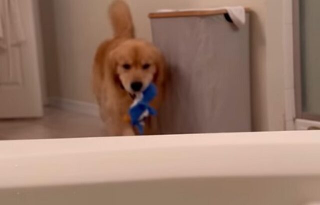 Il dolce cagnolone porta dei giochi alla padrona quando fa il bagno nella vasca (VIDEO)