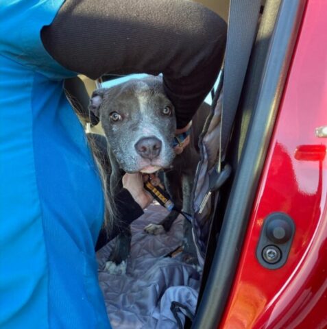 Asher, il Pitbull trovato completamente ricoperto di vernice